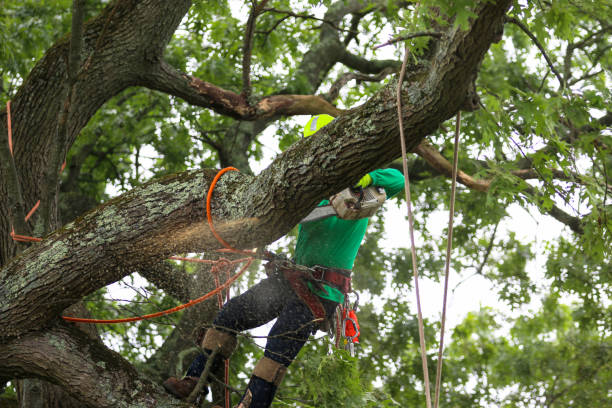 Best Hazardous Tree Removal  in Southmayd, TX